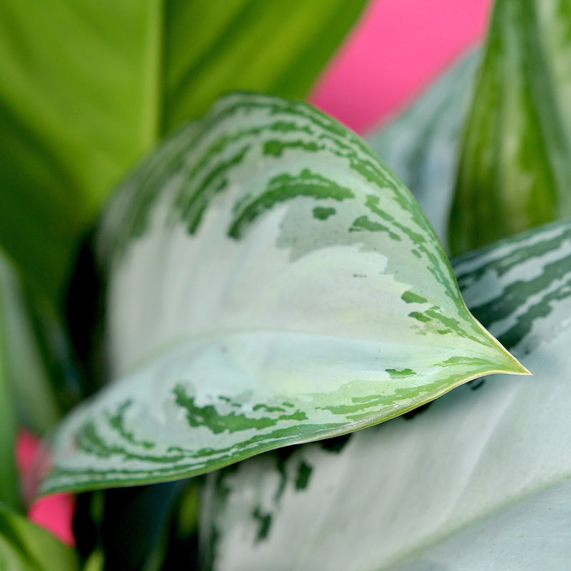 Chinese evergreen 'silver bay'