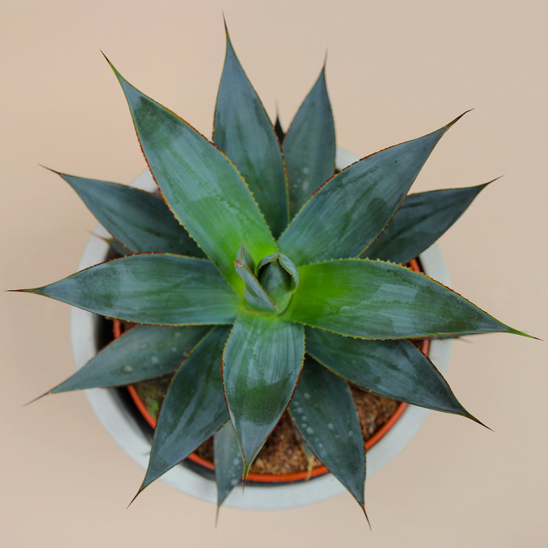 Agave plant has a geometric blue-green rosette with leaves that are edged in red. 