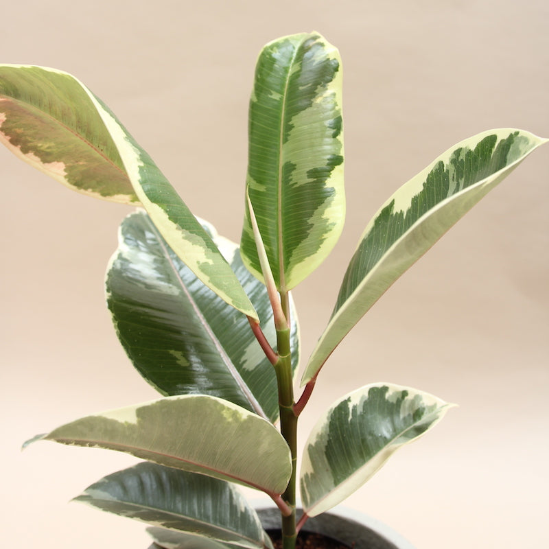 Rubber plant 'tineke'