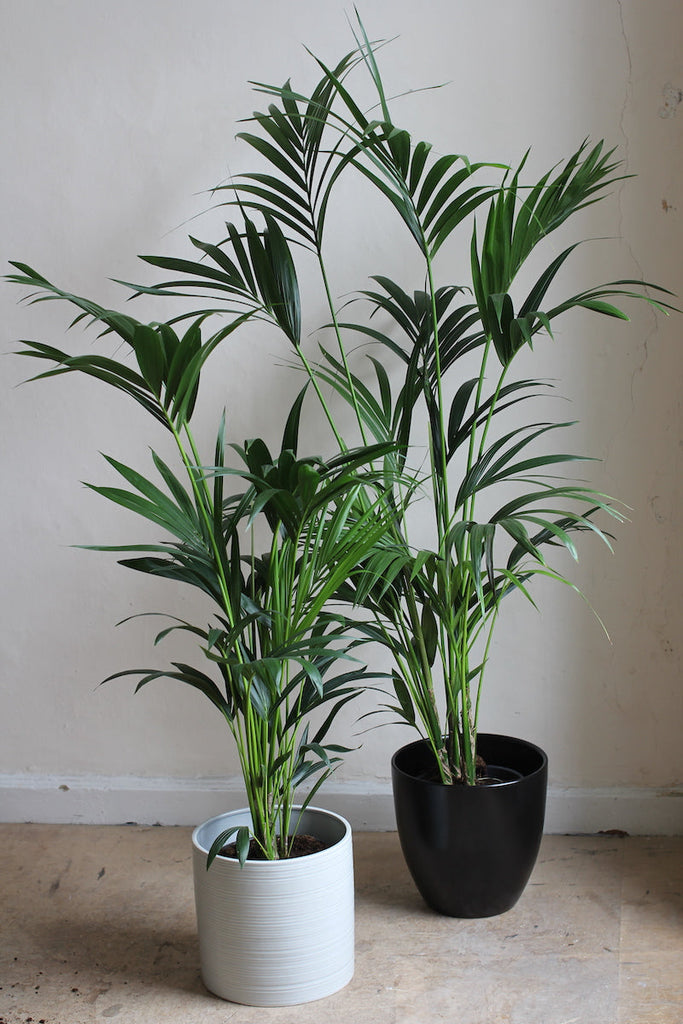 Kentia palm (large)
