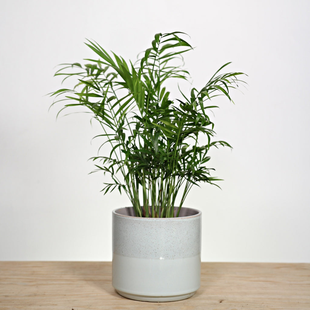 Surprise Plant + Pot gift