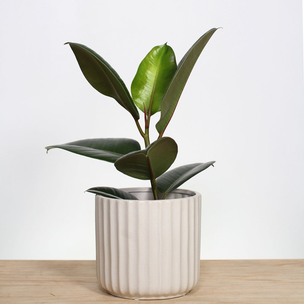 Surprise Plant + Pot gift