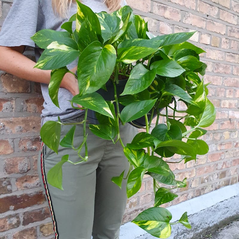 Golden pothos