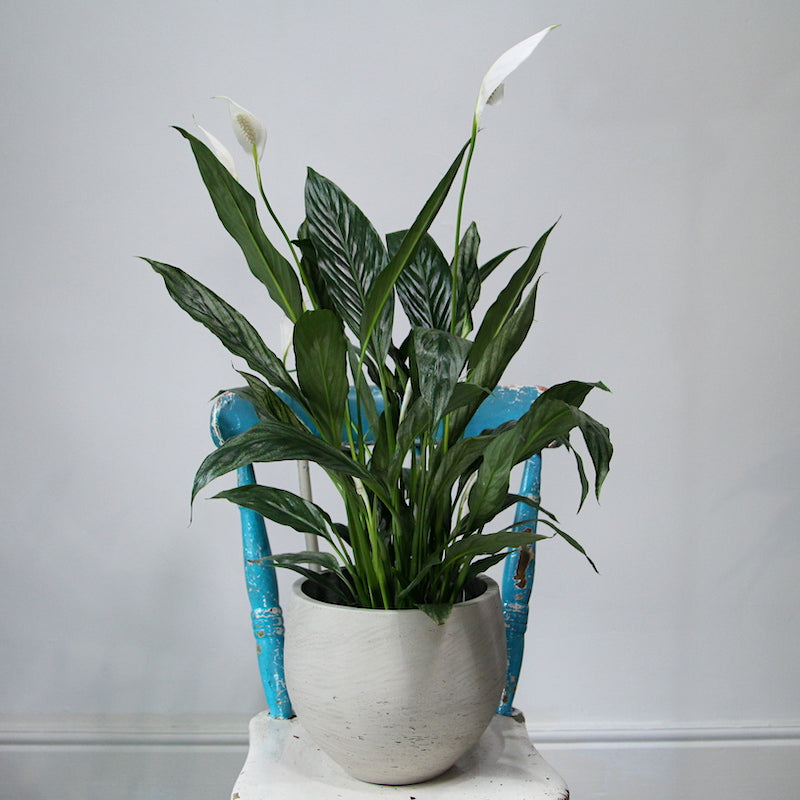 Peace lily (large)