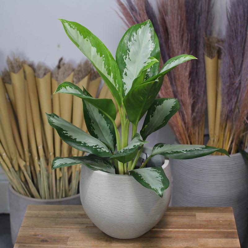 Chinese evergreen silver bay