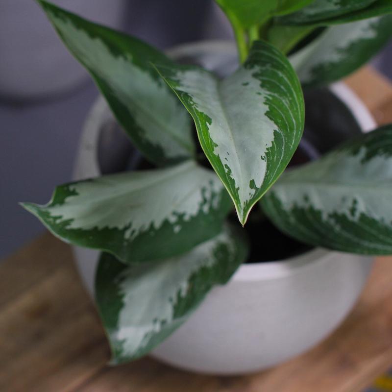 Chinese evergreen diamond bay