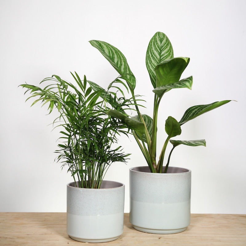 Chinese evergreen stripes
