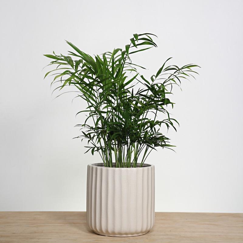 Parlour palm, bushy easy care houseplant inside an off white linen coloured pot with vertical ridges. 