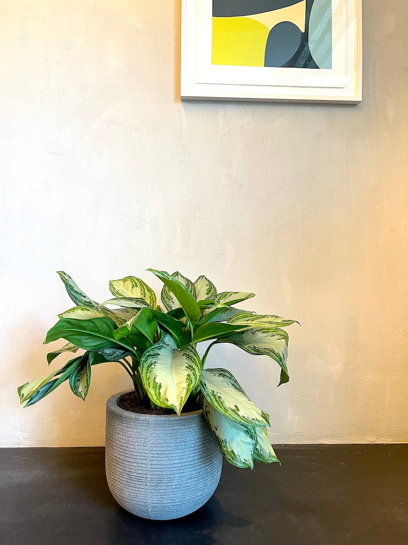 Chinese evergreen 'Silver Bay'